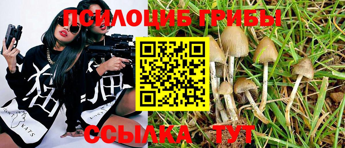 Галлюциногенные грибы Cubensis Псков